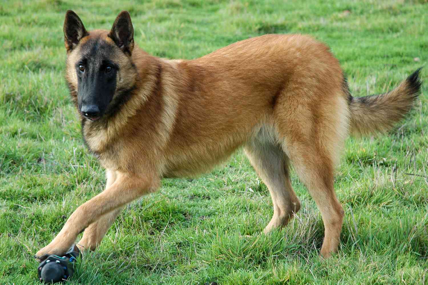 Malinois belg shpallet qeni më i zgjuar në botë