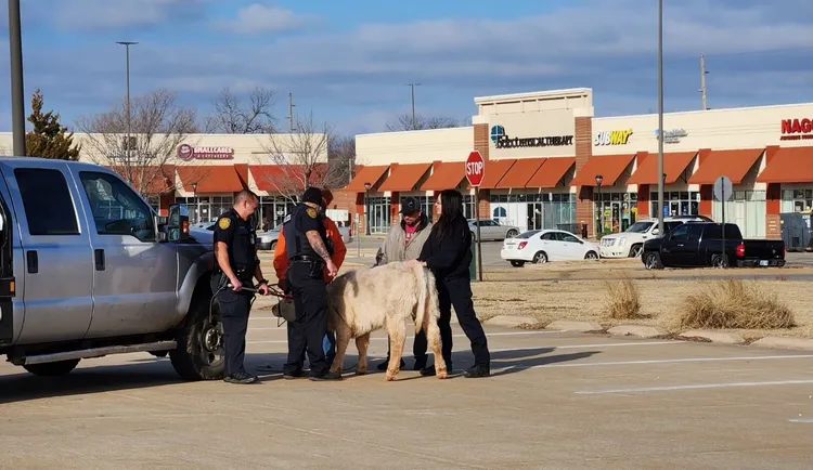 “Arrestohet” lopa që hyri në një restorant në SHBA
