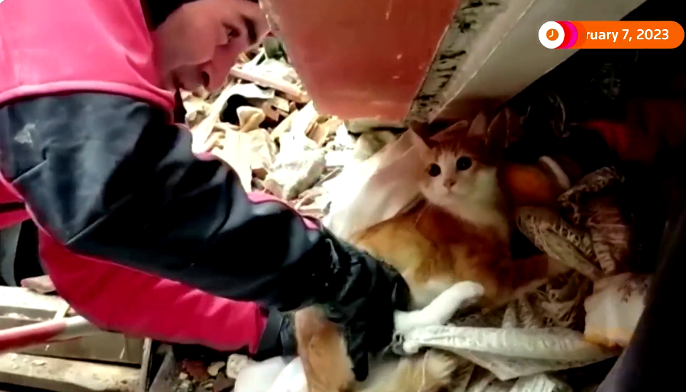 Turqi: Studenti kërkon që nga rrënojat njëherë të nxirret macja e tij, pastaj vetë ai (VIDEO)