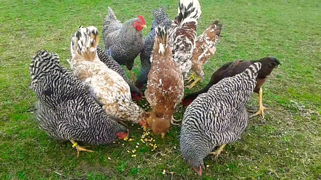 Biznesi interesant: Burgu i Dubravës blen pula, fiton vezët falas (VIDEO)