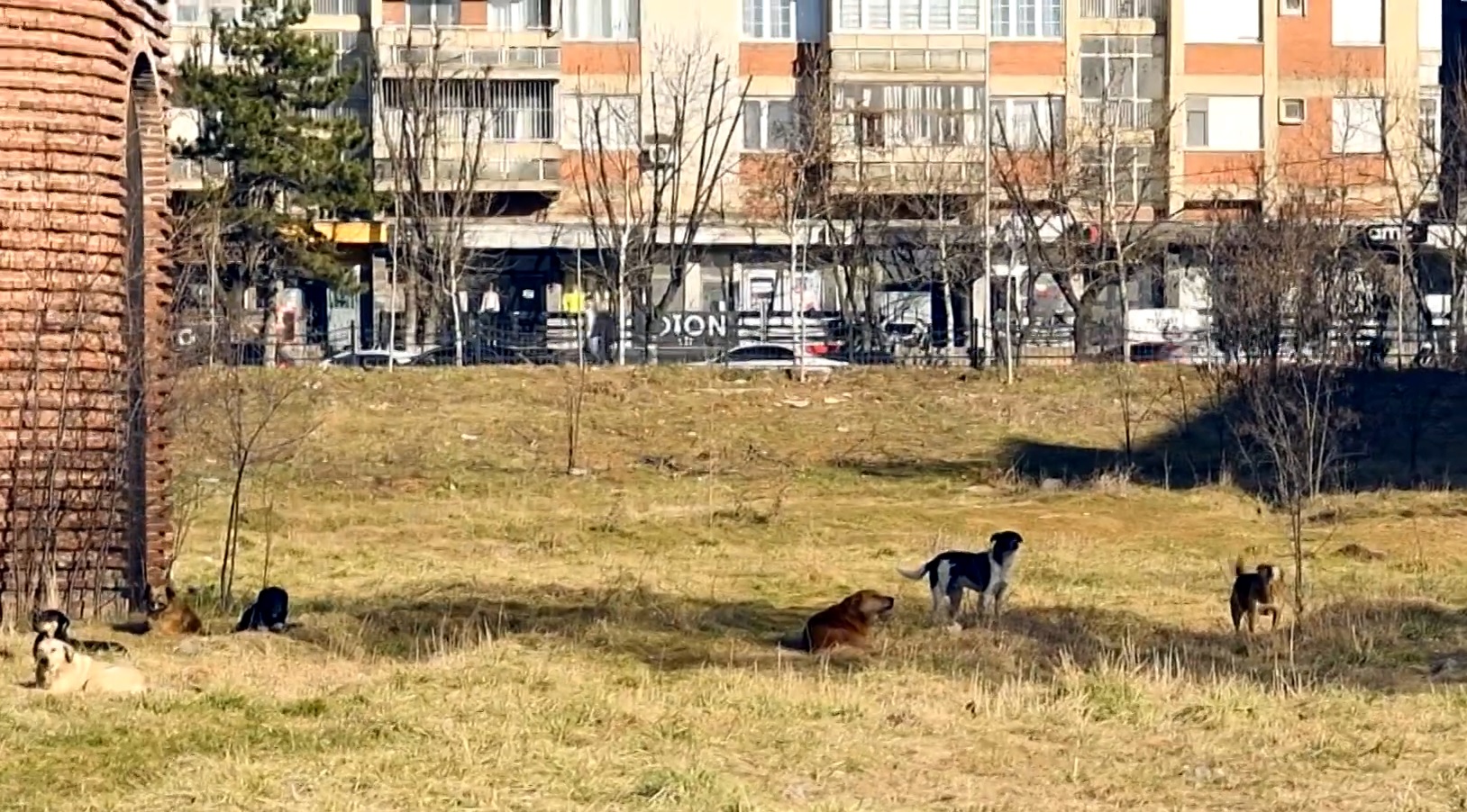 Në Prishtinë janë 3000 qen endacakë, shumica në jug (VIDEO)