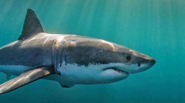 Vdes 16-vjeçare në Australi pas u sulmua nga një peshkaqen