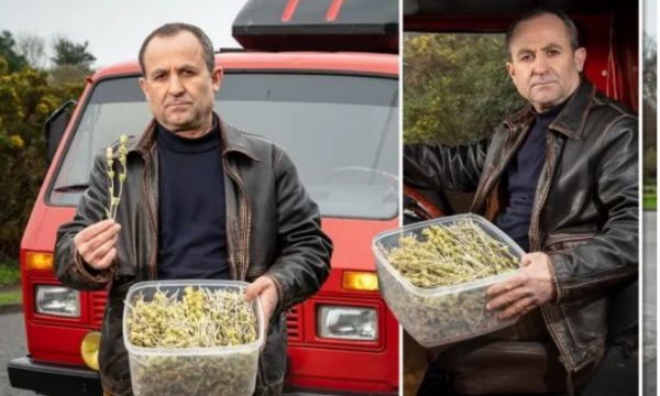 Policia angleze mendoi se ishte bimë narkotike, arreston shqiptarin për çaj mali