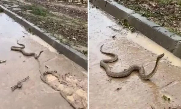 Gjarpërinjtë “pushtojnë” rrugët e qytetit pas përmbytjeve në Turqi