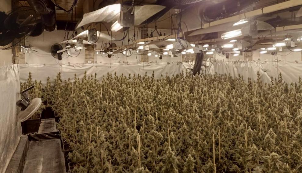 Policia zbulon fermën e bandës shqiptare që e përdorte për të kultivuar marihuanë në Spanjë