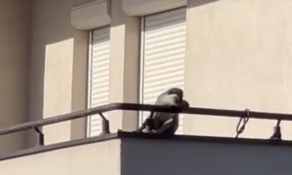 E pazakontë: Majmuni shijon rrezet e diellit në ballkonin e një banese në Prishtinë (Video)