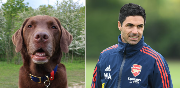 “Transferi” më i ri i Arsenalit, një qen labrador për t’ua ulur stresin futbollistëve