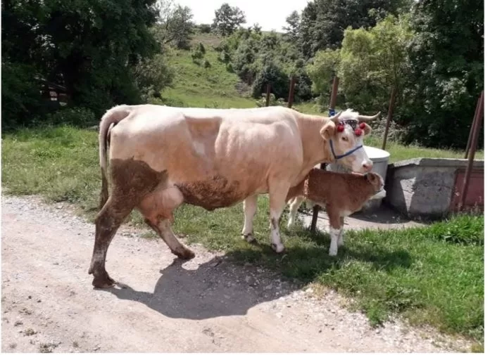 Babë e bir në sherr me kushërinjtë në Kaçanik, dalin i rrahin pasi lopa e tyre iu fut në pronë