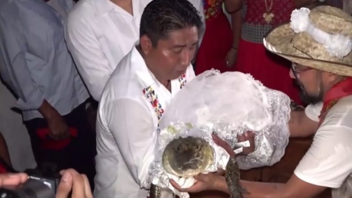 Kryebashkiaku meksikan martohet me krokodilin