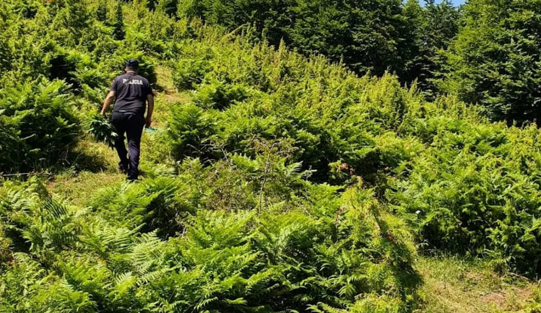 Lulëzon kanabisi në Shqipëri, Policia i asgjëson rreth 4000 bimë