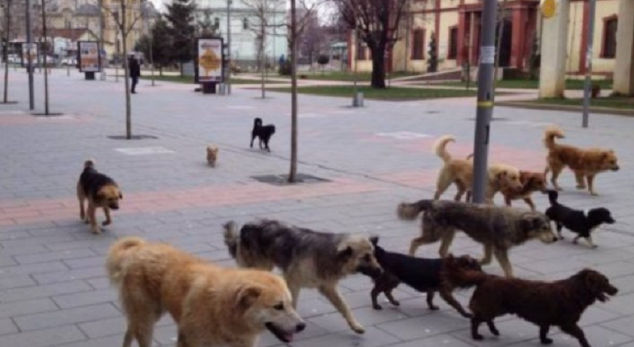 ‘Çarten’ qentë e Prishtinës – për 6 muaj sulmojnë më shumë se krejt vitin e kaluar
