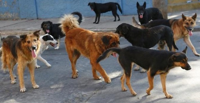 Qeni endacak kafshon një person në Prishtinë, dërgohet në emergjencë