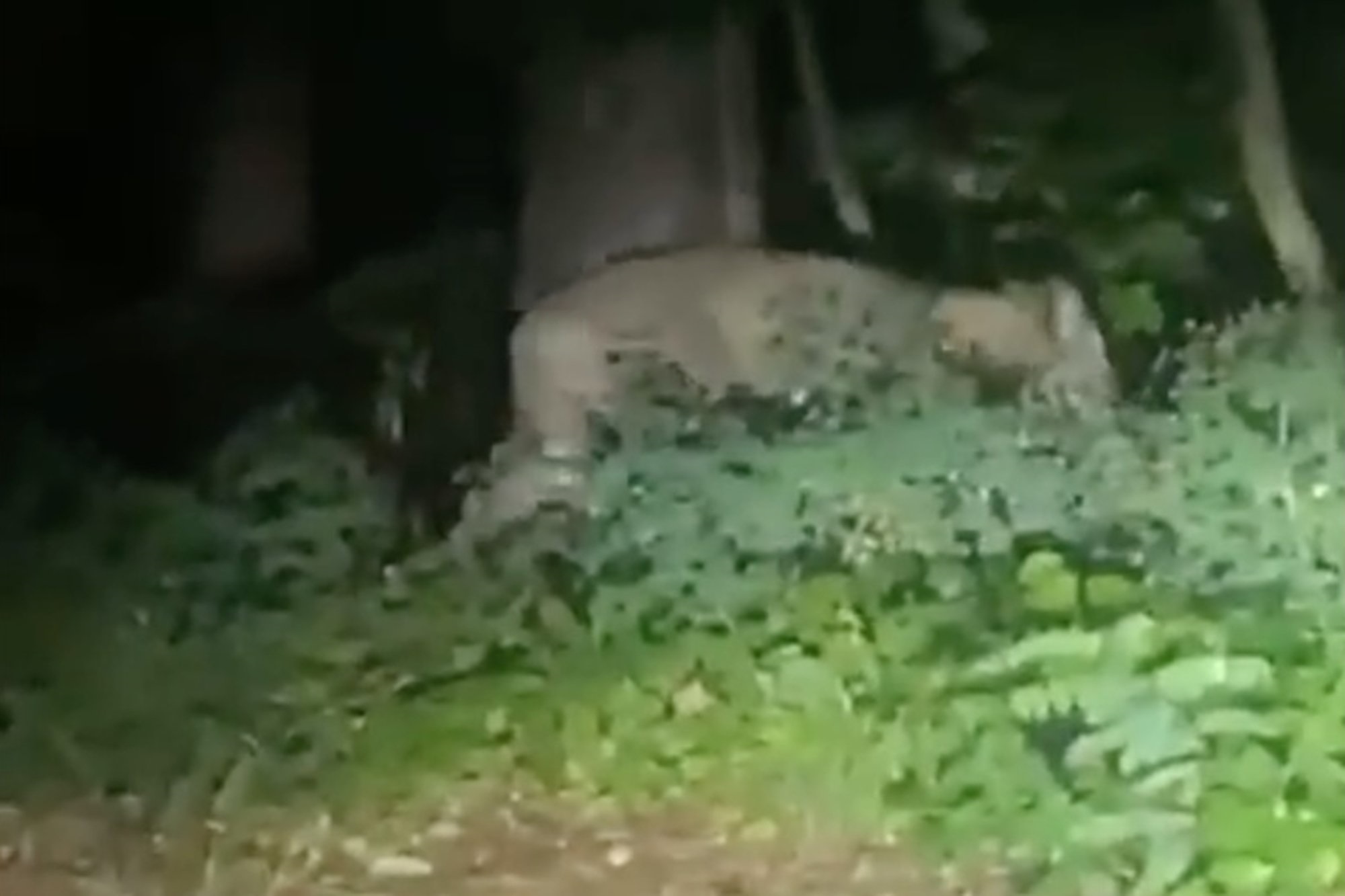 Berlini trazohet nga një luan që po shëtitet i lirë – policia ende në kërkim të tij