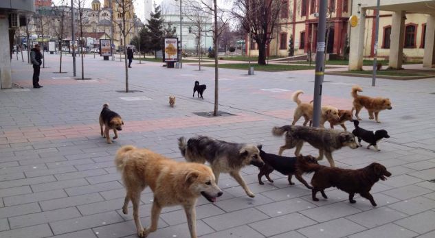 Sulmohet nga qentë endacakë një grua në Prishtinë, merr lëndime të rënda