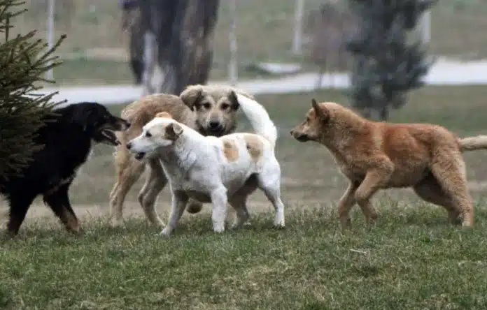 Kështu duhet të veproni, pasi ju kafshon qeni