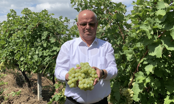 Sivjet më pak rrush në Rahovec, kryetari Latifi kërkon më shumë ndihmë nga Qeveria