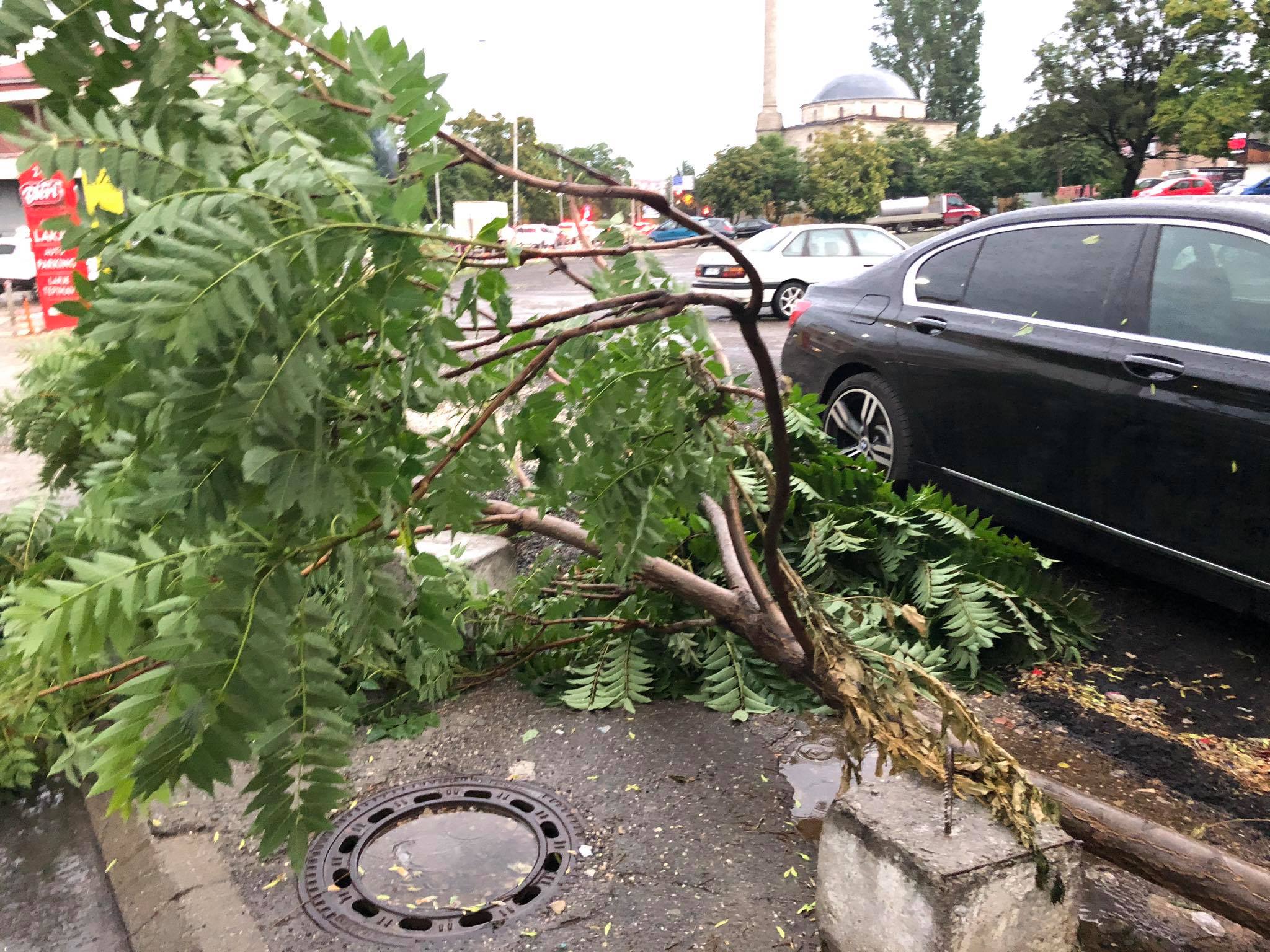 Erëra të forta, Komuna e Prishtinës me apel: Keni kujdes, ekziston rreziku i rënies së degëve të pemës