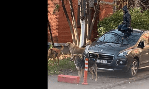 Fëmija në Prishtinë hypë mbi veturë për t’i shpëtuar qenve