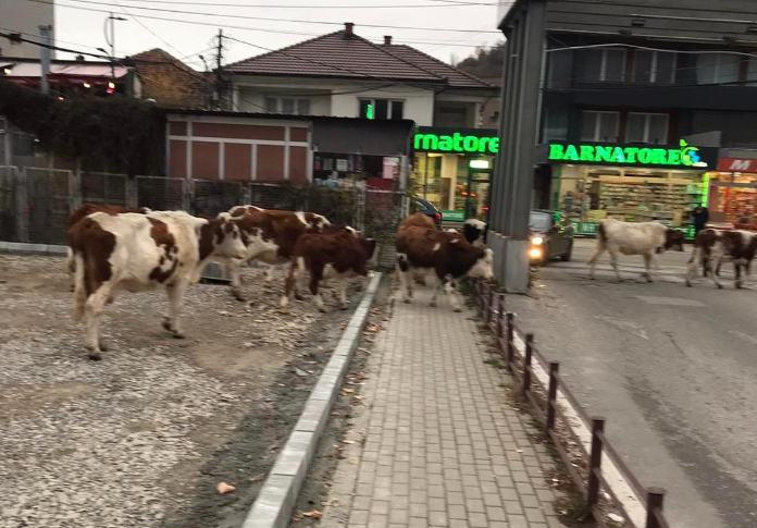 Ndodh sërish: Lopët kullosin në oborrin e Spitalit të Pejës