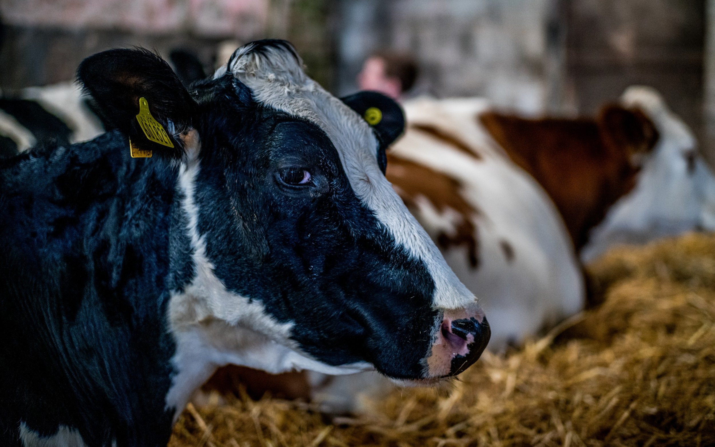 Ferma në Angli bëhet e njohur, vizitorët rezervojnë muaj më parë për të përkëdhelur lopët