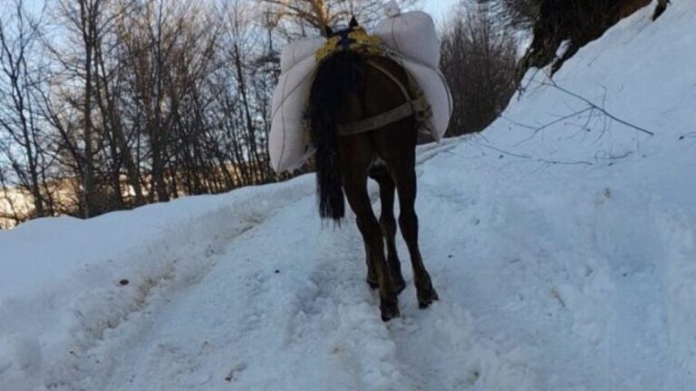 Rruga me borë, fermeri nga Vitia bartë ushqimin me kalë