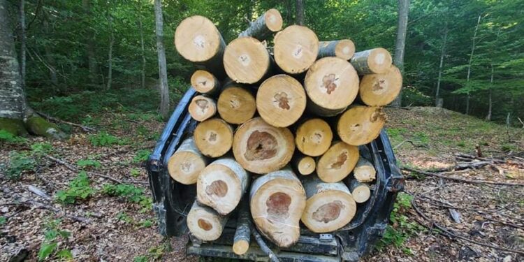 Shtërpcë: Kapen duke prerë dru ilegalisht, dy vëllezër sulmojnë rojën e pyllit