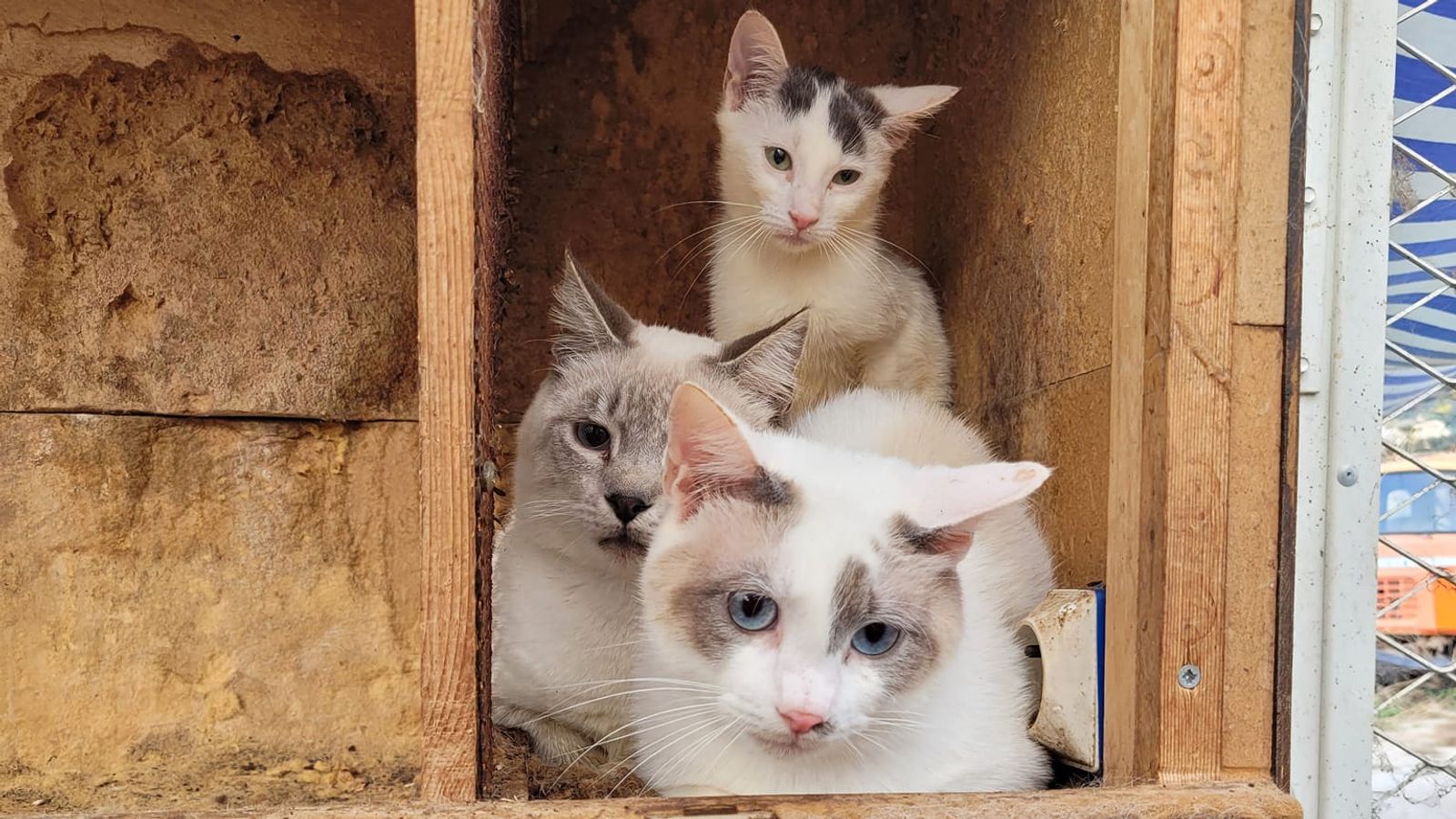 Mbi 100 mace të ngordhura zbulohen në një frigorifer në Francën jugore