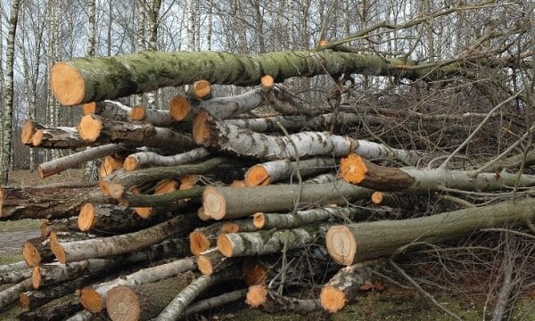 Për vite me radhë ia vodhën drunjtë në malin e tij, kaçanikasi thotë se iu shkaktuan rreth 20 mijë euro dëme