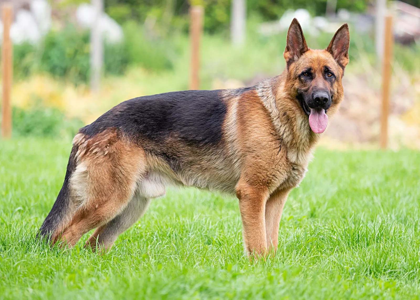 Qeni ia hëngri organin gjenital pronarit të tij në Gjermani