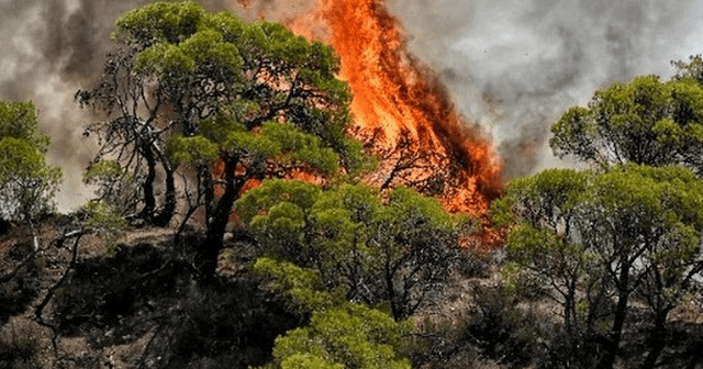 Greqia e përfshirë nga zjarret, një 55-vjeçar humb jetën, 120 zjarrfikës në luftë me flakët