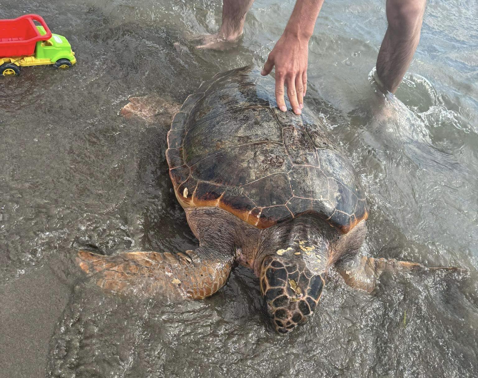 Breshka gjigante në plazhin e Shëngjinit