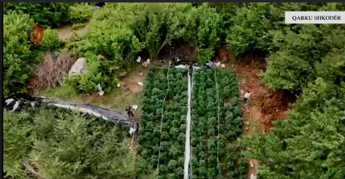 Shqipëri: Asgjësohen mbi 6 mijë bimë dhe fidane narkotike