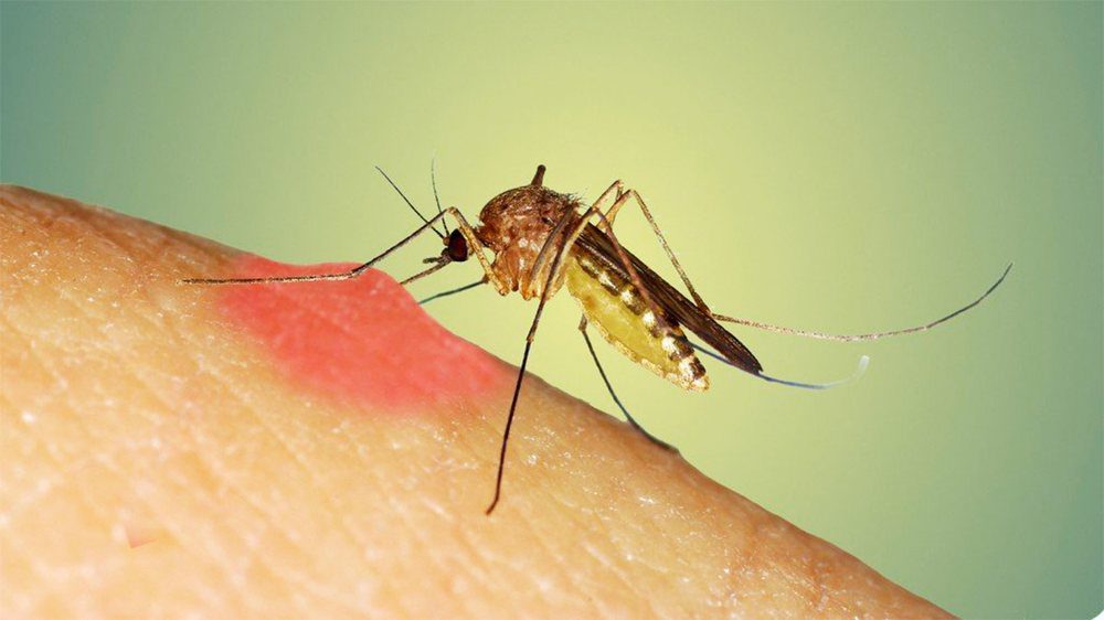 Virusi i Nilit Perëndimor, IKSHPK: Kujdes nga pickimi i mushkonjave