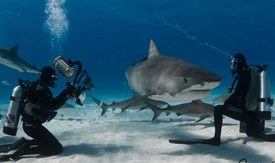 Peshkaqenët në oqeanin Atlantik dalin pozitivë në testin e kokainës