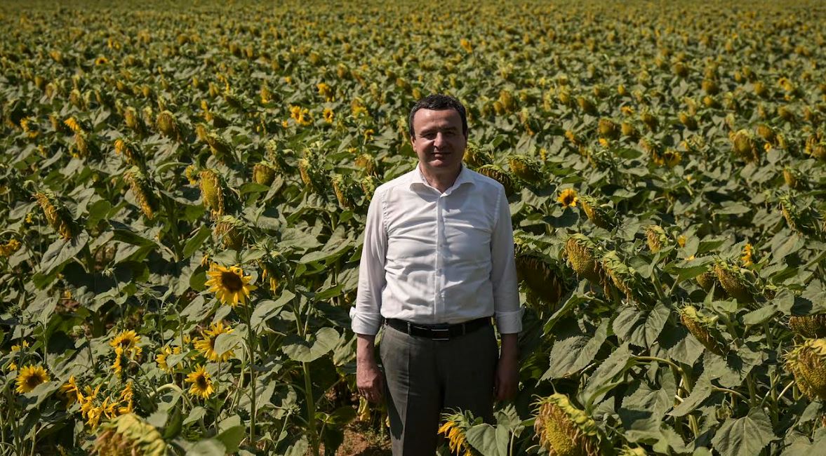 Kurti vizitoi fushën e mbjellur me luledielli në Zllatar të Ferizajt