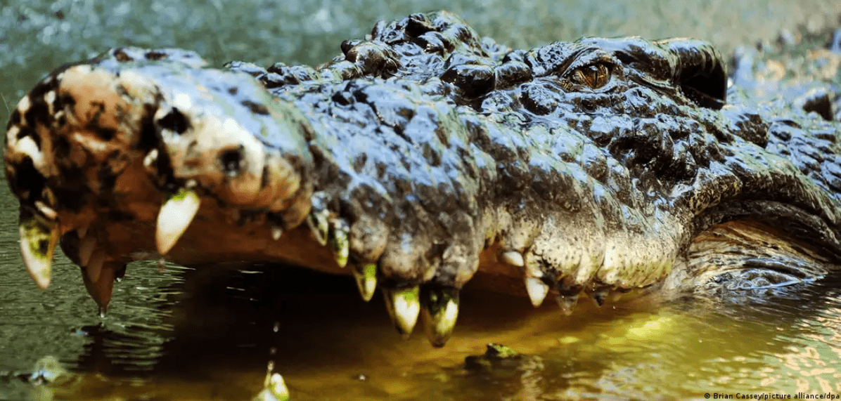 Krokodili në Australi qëllohet për vdekje pasi gëlltiti një vajzë 12-vjeçare