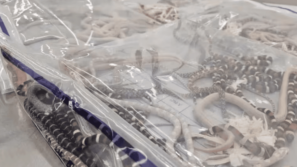 Një burrë në Kinë futi në xhepa më shumë se 100 gjarpërinj, në përpjekje për t’i kontrabanduar