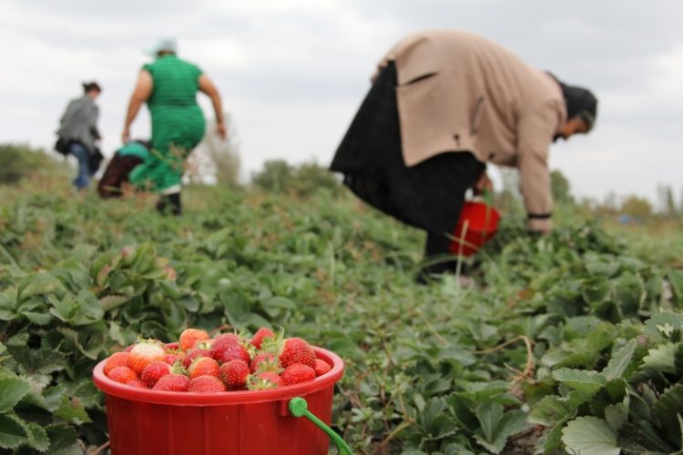 Dita Botërore e Gruas Rurale – Ja pse shënohet kjo ditë