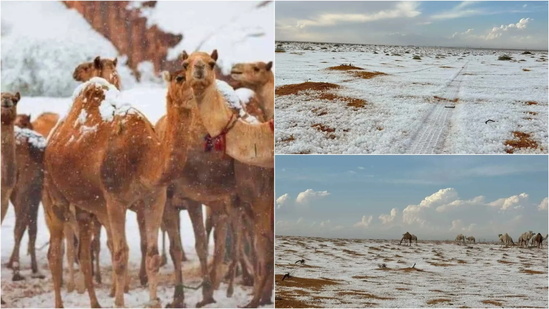 Pamje të rralla, për herë të parë në histori bie borë në shkretëtirën e Arabisë Saudite