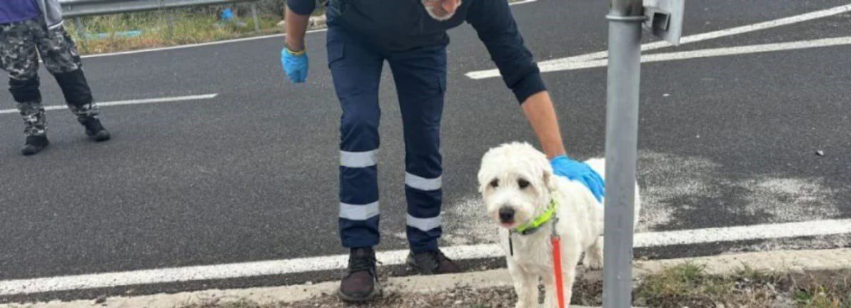 Pronari i vdiç në aksident, qeni priti në heshtje kthimin e tij