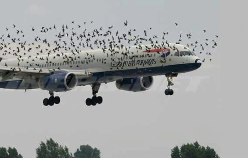 Sa të rrezikshme janë sulmet e zogjve gjatë fluturimit të një aeroplani?