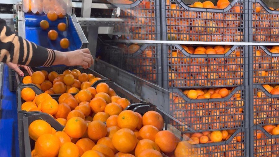 Kroacia i ktheu mbrapsht, 10 ton mandarina me pesticide u shitën në Shqipëri, 3 të arrestuar