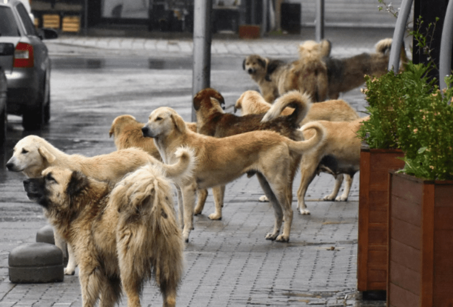 Vetëm sot, dy raste të sulmeve nga qentë endacakë në Prishtinë