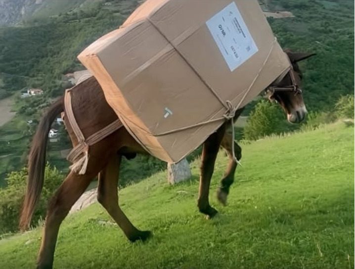 E quditshme: Kutitë e votimit barten me mushka në Shqipëri