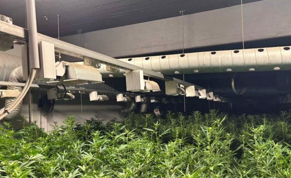 Zvicër: Policia bastisi plantacionin e kosovarit me 1700 rrënjë kanabisi