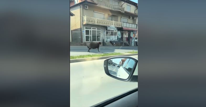 “Shpëton” delja që ishte gati për Kurban, vrapon rrugëve të Gjilanit