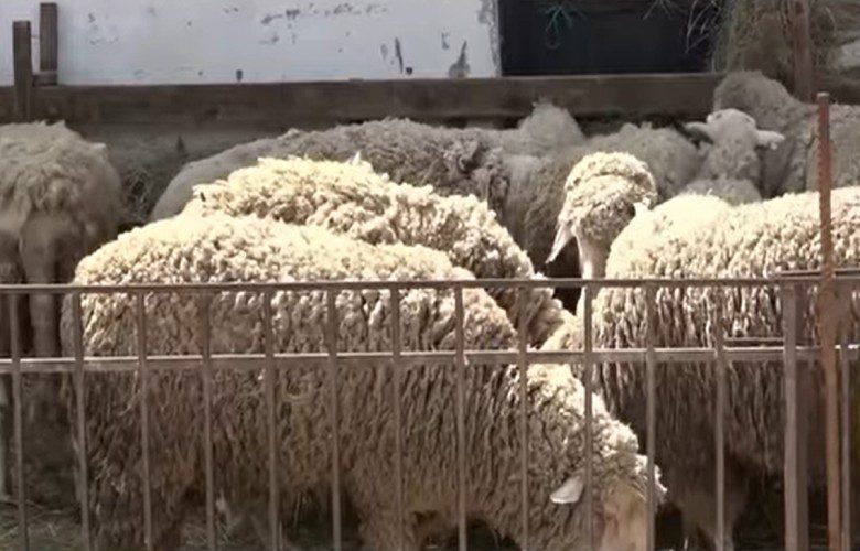 Kurbanet deri në 360 euro, interesim i madh për festën