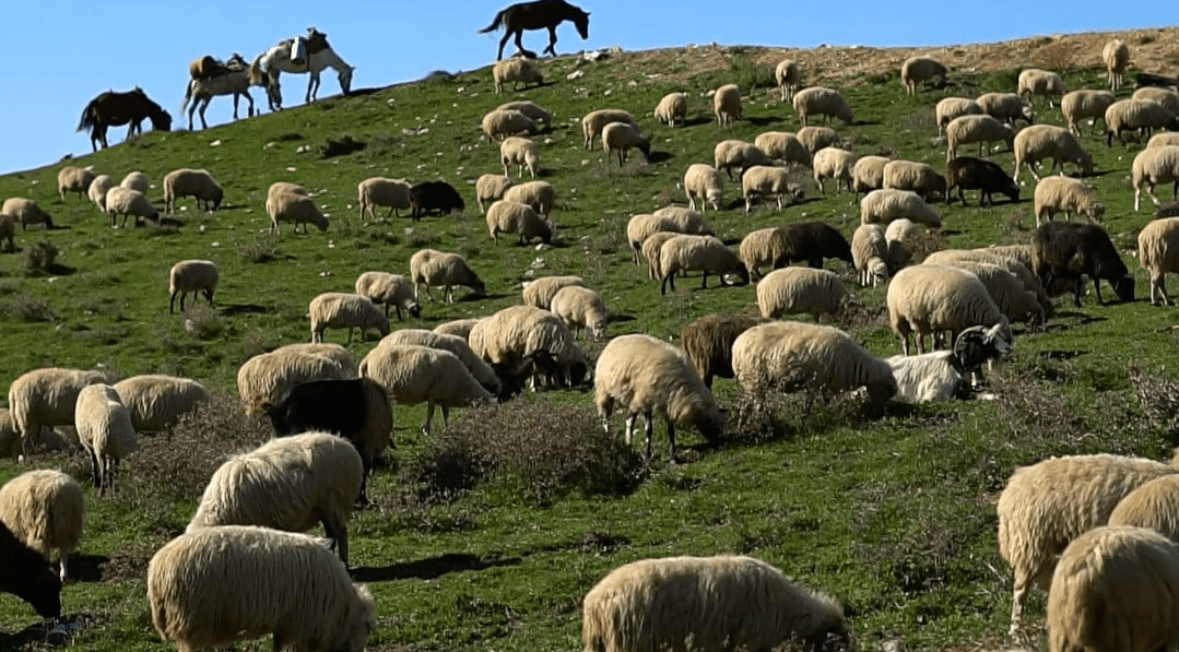 Në Shqipëri konfirmohet rasti i parë me murtajën që prek bagëtitë e imta