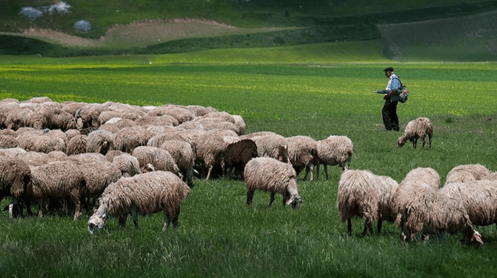 Murtaja e bagëtive përhapet në 6 bashki të Shqipërisë