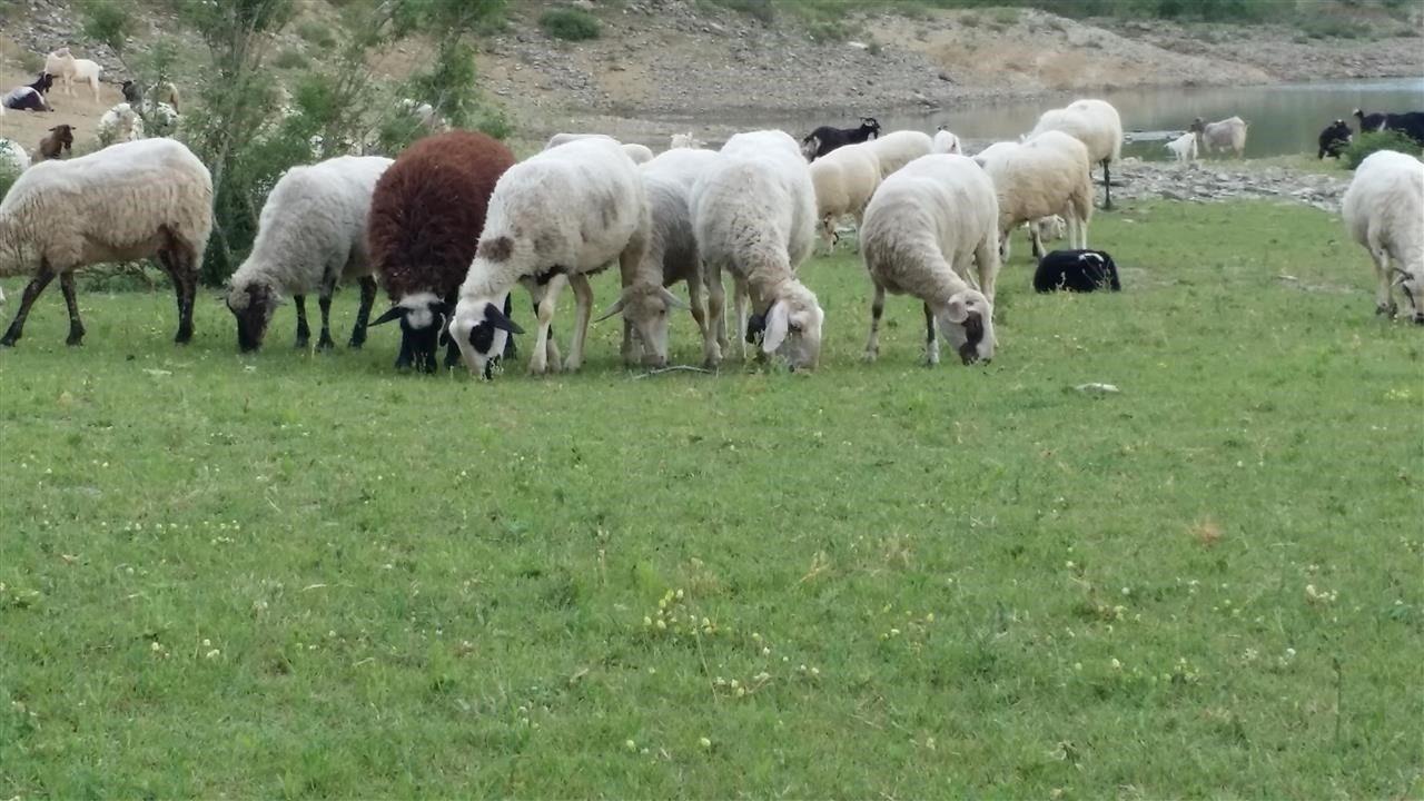 Në Shqipëri shfaqet sëmundja që vret bagëtitë – E rrezikshme edhe për njeriun